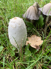 Coprinus comatus