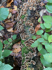 Trametes versicolor