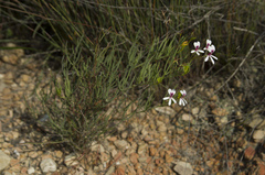 Pelargonium laevigatum