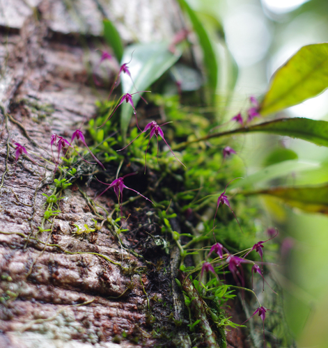 Bulbophyllum afzelii Schltr.