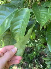 Macaranga polyadenia