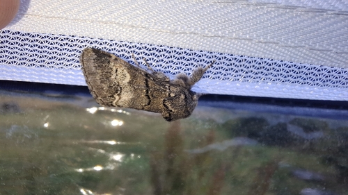 Drymonia querna