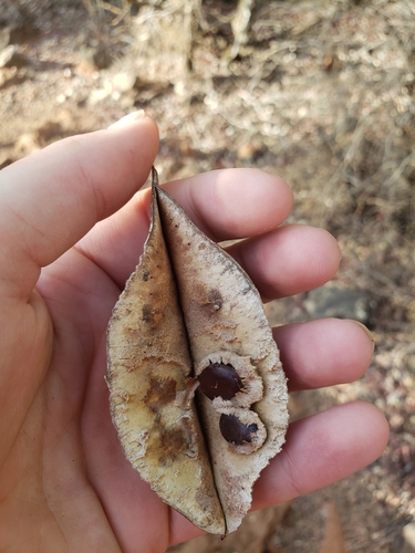 Lysiphyllum hookeri