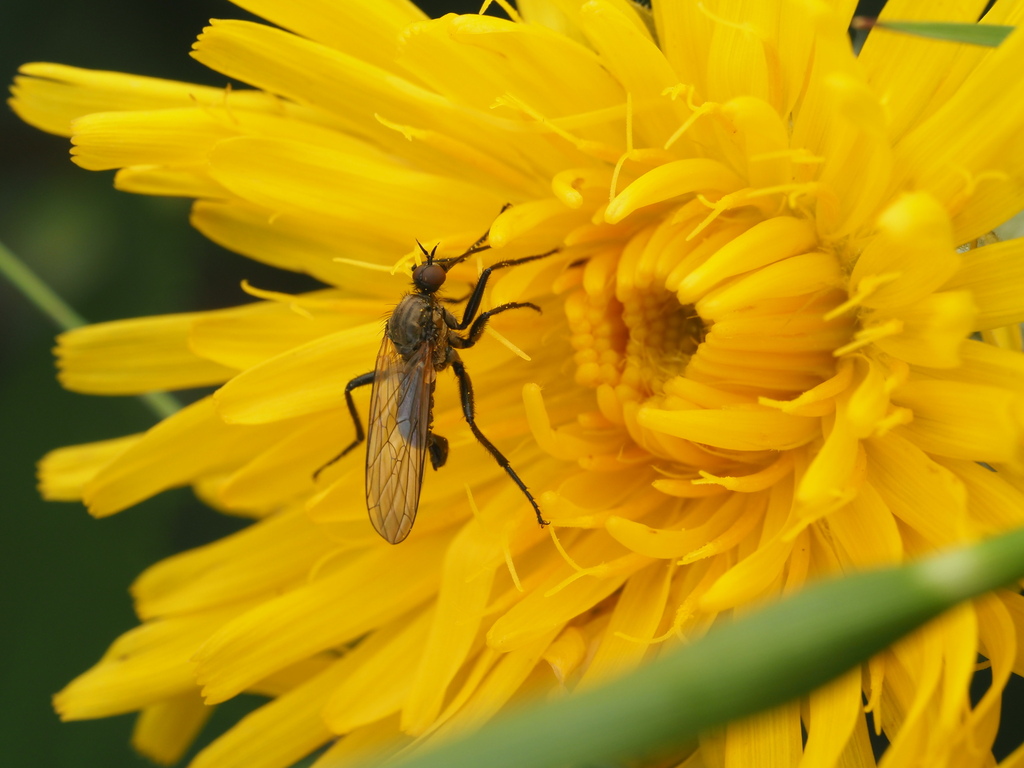 Empis bistortae