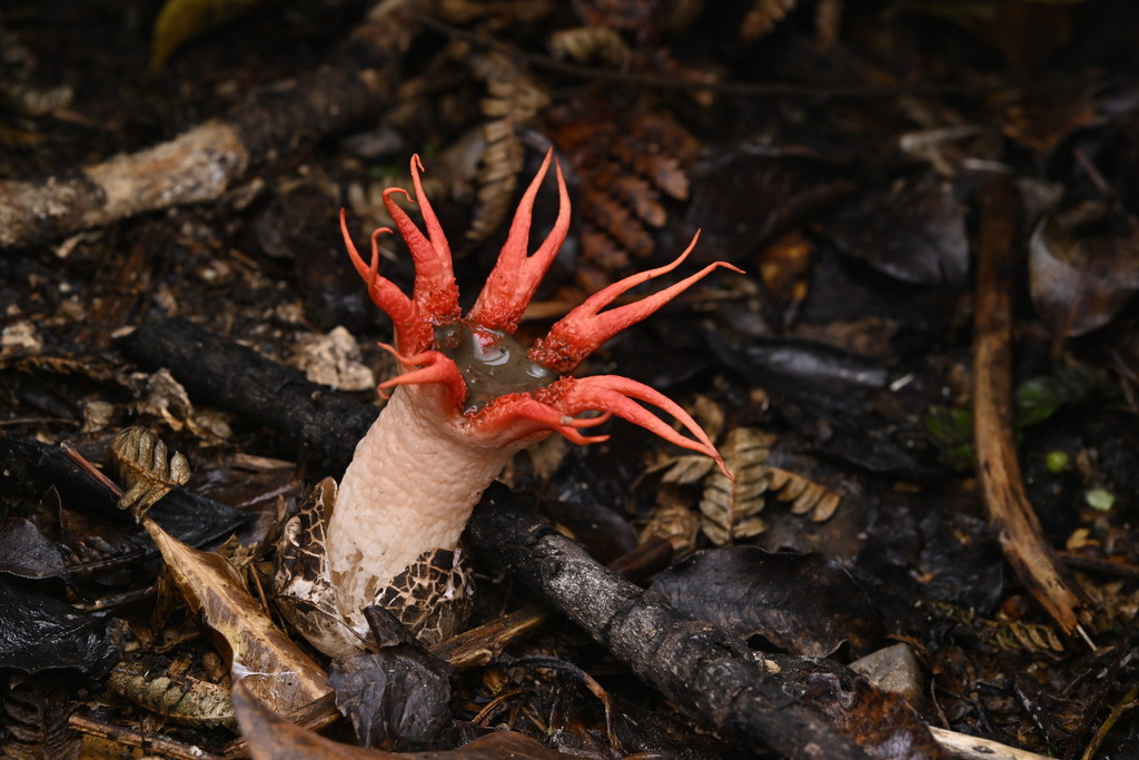 Aseroe rubra · April 2025 · photo: © invertebratist (iNaturalist, cc-by-nc)