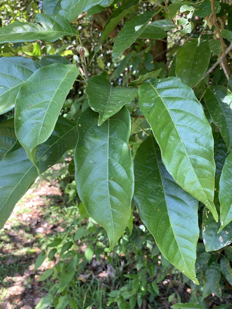 Macaranga polyadenia