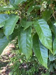 Macaranga polyadenia