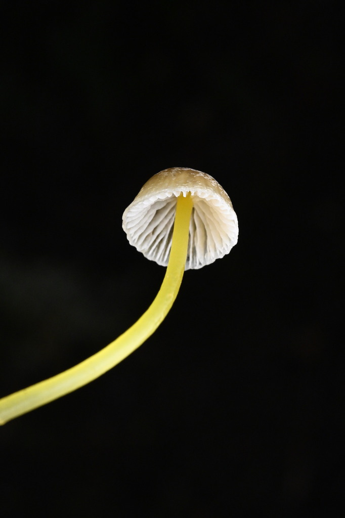 Mycena subviscosa · April 2025 · photo: © invertebratist (iNaturalist, cc-by-nc)