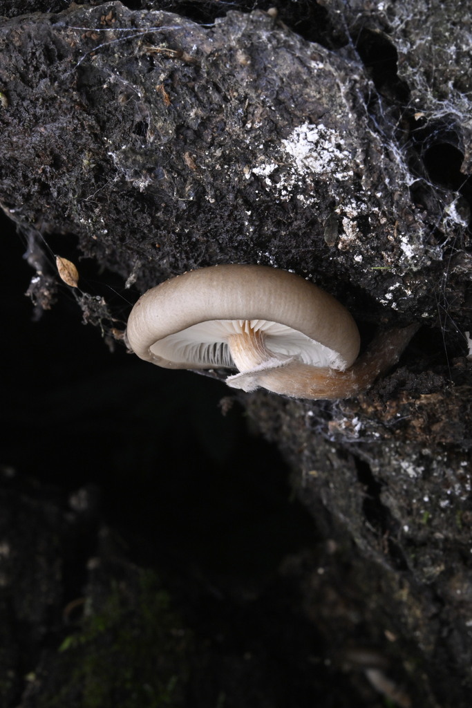 Armillaria novae-zelandiae · April 2025 · photo: © invertebratist (iNaturalist, cc-by-nc)