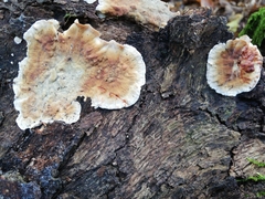 Stereum sanguinolentum