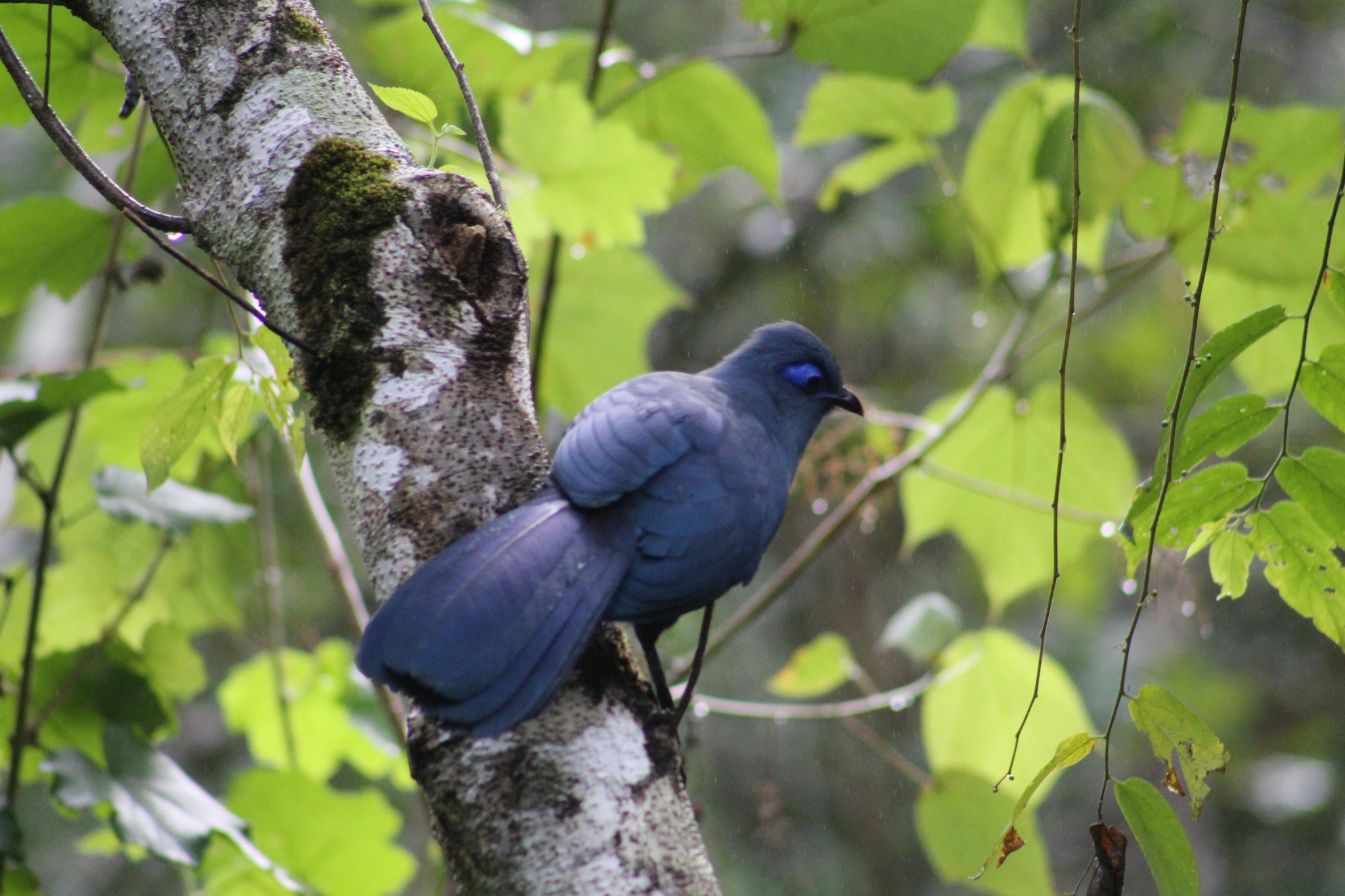 Blue Coua (Coua caerulea), photo 3