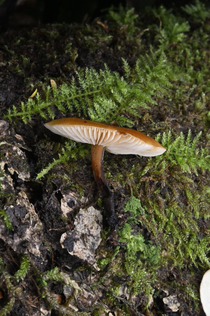 Flammulina velutipes · April 2025 · photo: © invertebratist (iNaturalist, cc-by-nc)
