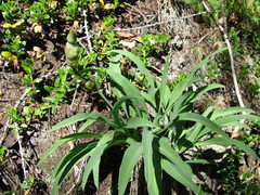 Aulacidea scorzonerae