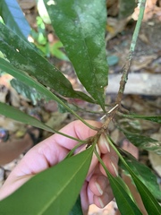 Beccariella xerocarpa
