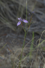 Moraea algoensis