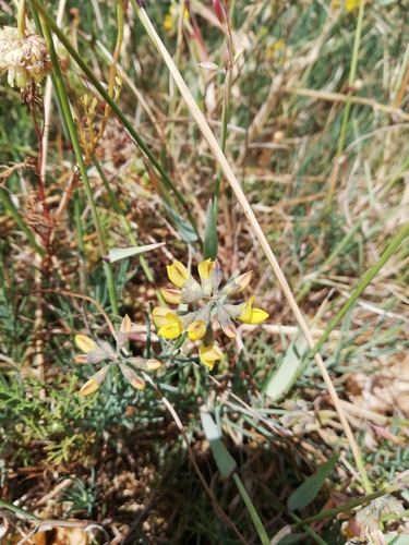 Image of Lebeckia plukenetiana by (c) Nadine Van Zyl, some rights reserved (CC BY)