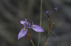 Moraea algoensis