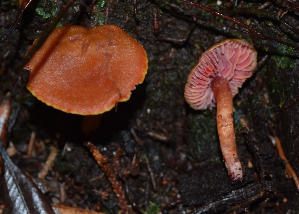 Hygrocybe rubrocarnosa · July 2025 · photo: © davidwhyte (iNaturalist, cc-by-sa)