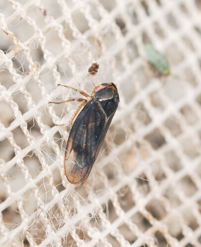 Macropsis fuscinervis