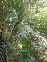 Gomphandra australiana