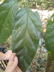 Gomphandra australiana