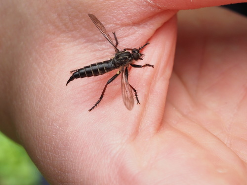 Stilpnogaster aemula