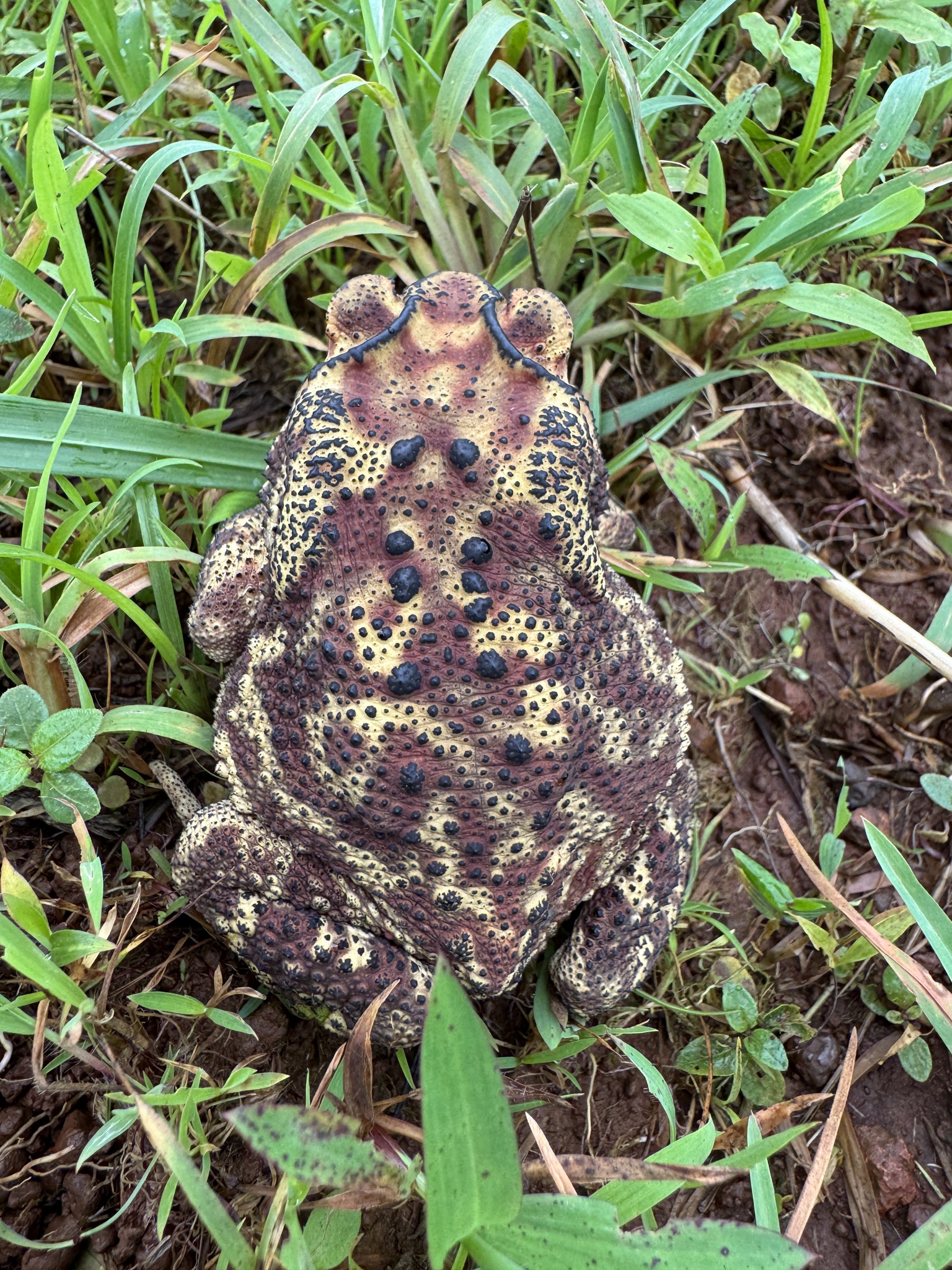 Indian Common True Toad