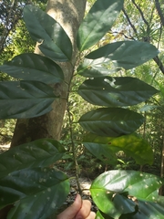 Gomphandra australiana