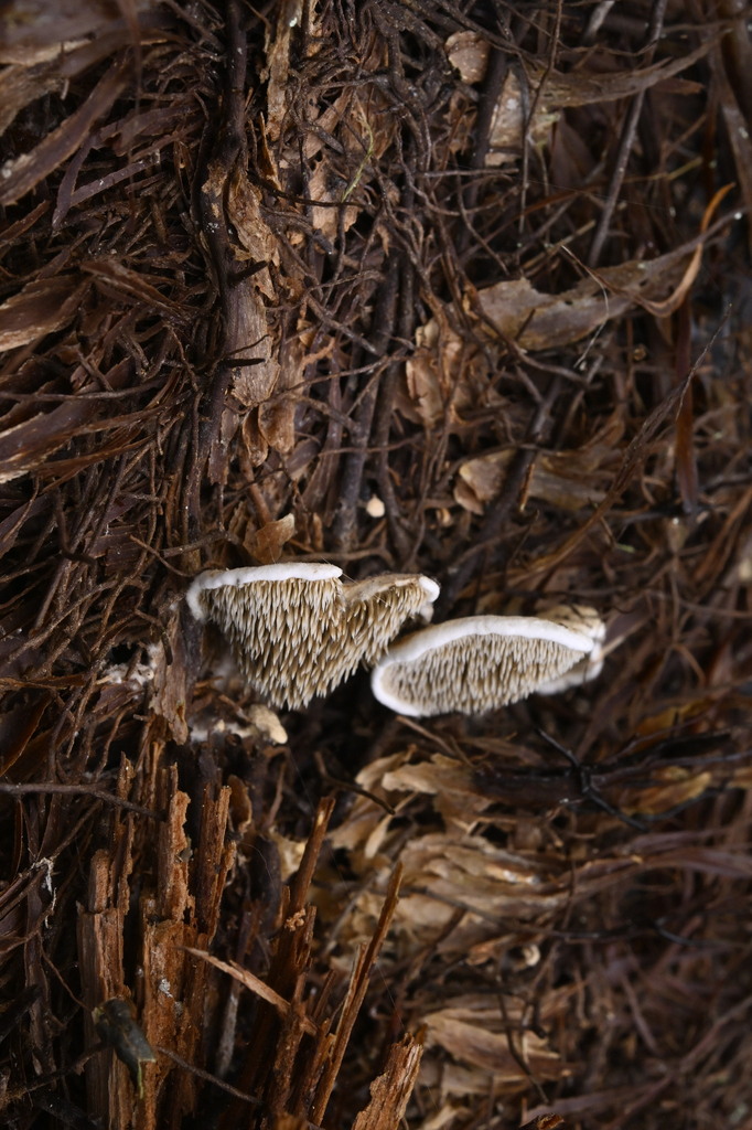 Beenakia dacostae · April 2025 · photo: © invertebratist (iNaturalist, cc-by-nc)
