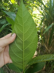Ficus congesta