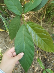 Ficus congesta
