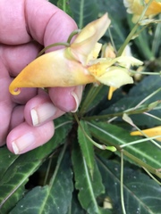 Impatiens omeiana