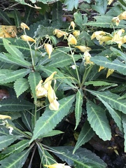 Impatiens omeiana