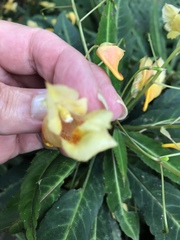 Impatiens omeiana