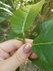 Ficus congesta