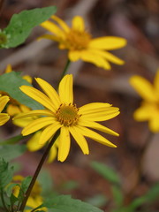 Heliopsis parvifolia