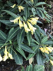 Impatiens omeiana