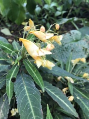 Impatiens omeiana