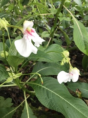 Impatiens tinctoria