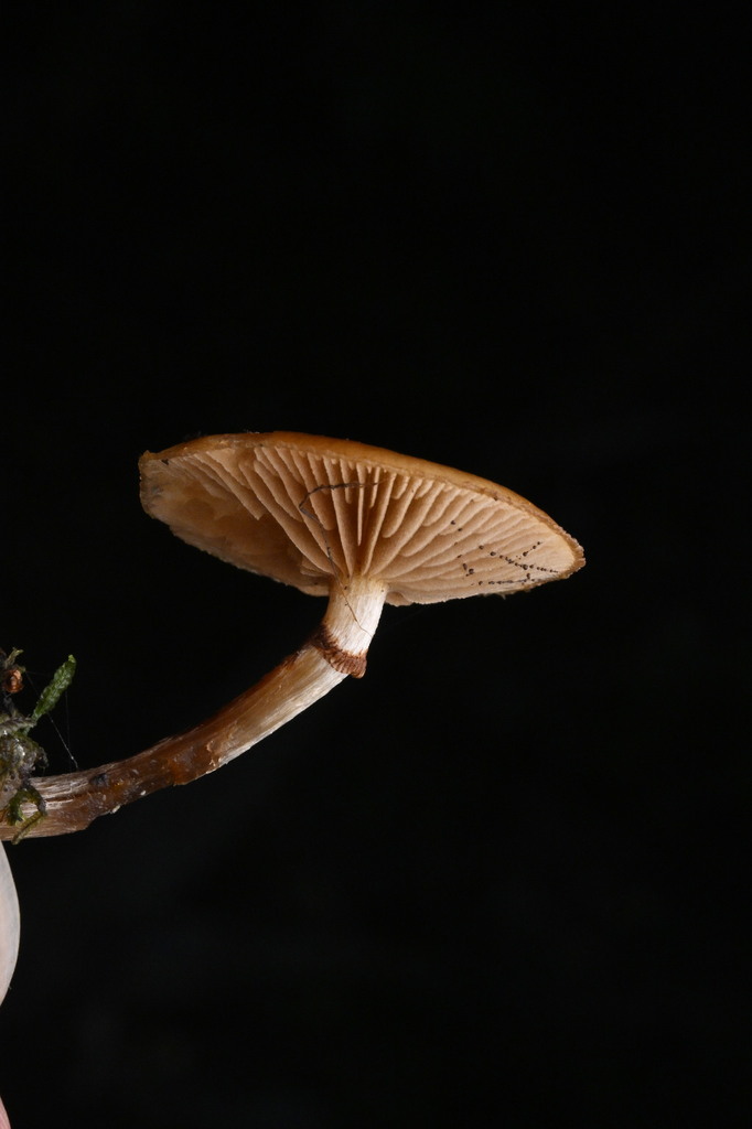 Galerina patagonica · April 2025 · photo: © invertebratist (iNaturalist, cc-by-nc)