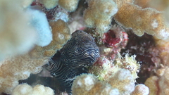 Pygmy Anglerfish photo 3