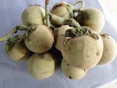 Solanum lycocarpum