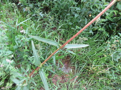 Chaetogastra gracilis