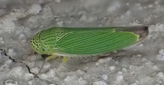 Hadria maldonadoi