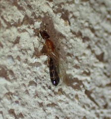 Myrmelachista ramulorum