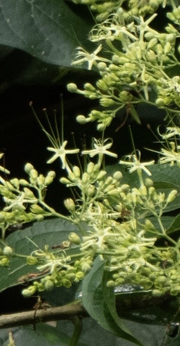 Mayflower Glorybower
