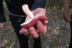 Russula peckii