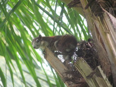 Callosciurus finlaysonii
