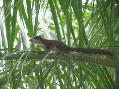 Callosciurus finlaysonii