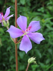 Chaetogastra gracilis